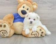 7 week old Maltipom Puppy For Sale - Puppy Love PR