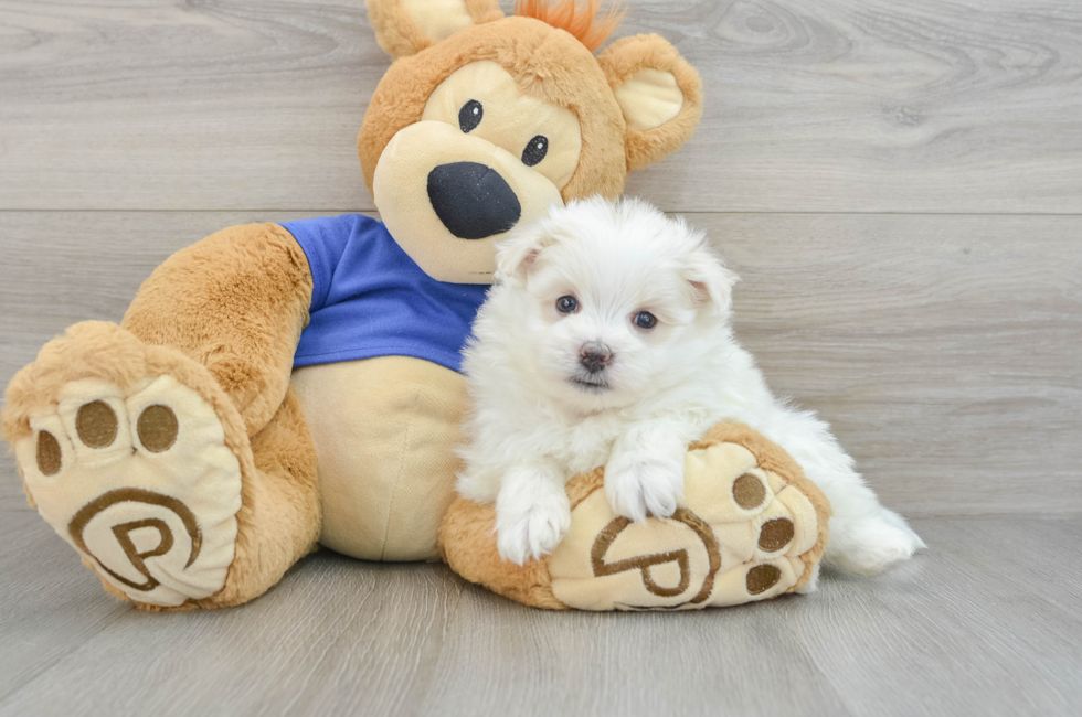 7 week old Maltipom Puppy For Sale - Puppy Love PR