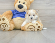 7 week old Maltipom Puppy For Sale - Puppy Love PR