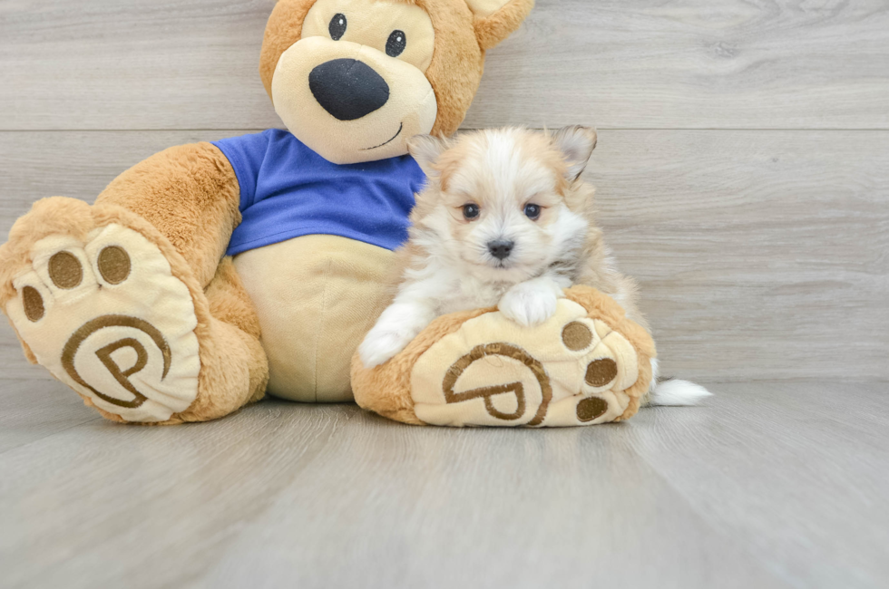 7 week old Maltipom Puppy For Sale - Puppy Love PR