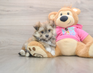 5 week old Maltipom Puppy For Sale - Puppy Love PR