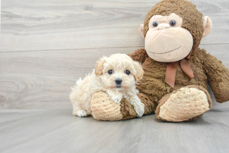 Adorable Maltepoo Poodle Mix Puppy