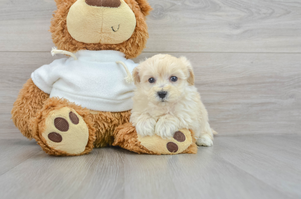 8 week old Maltipoo Puppy For Sale - Puppy Love PR
