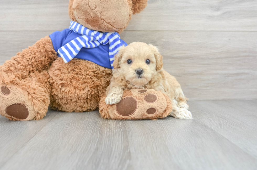 8 week old Maltipoo Puppy For Sale - Puppy Love PR