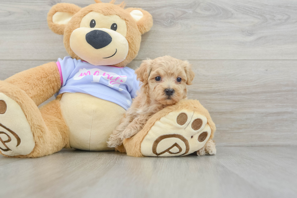 Fluffy Maltipoo Poodle Mix Pup