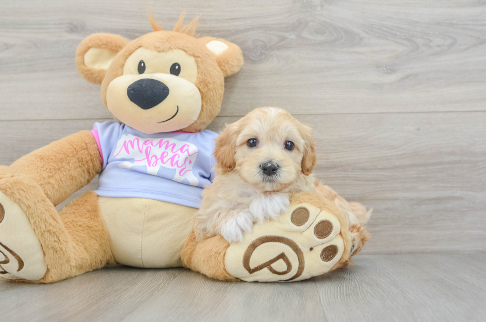 7 week old Maltipoo Puppy For Sale - Puppy Love PR