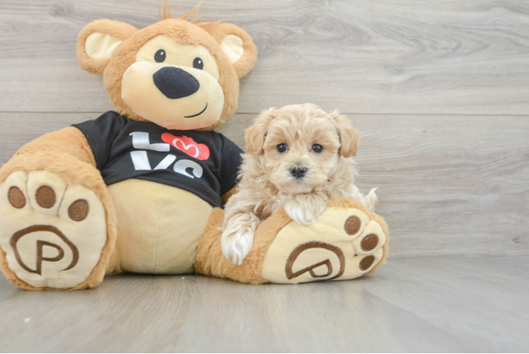 Popular Maltipoo Poodle Mix Pup