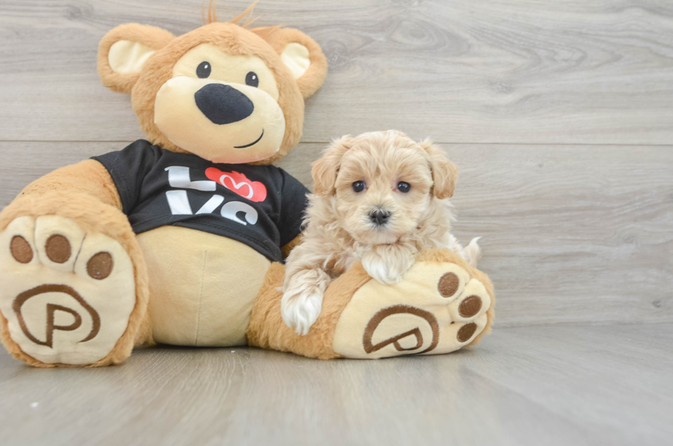 5 week old Maltipoo Puppy For Sale - Puppy Love PR