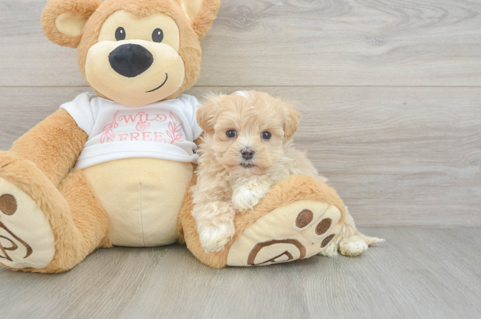 6 week old Maltipoo Puppy For Sale - Puppy Love PR