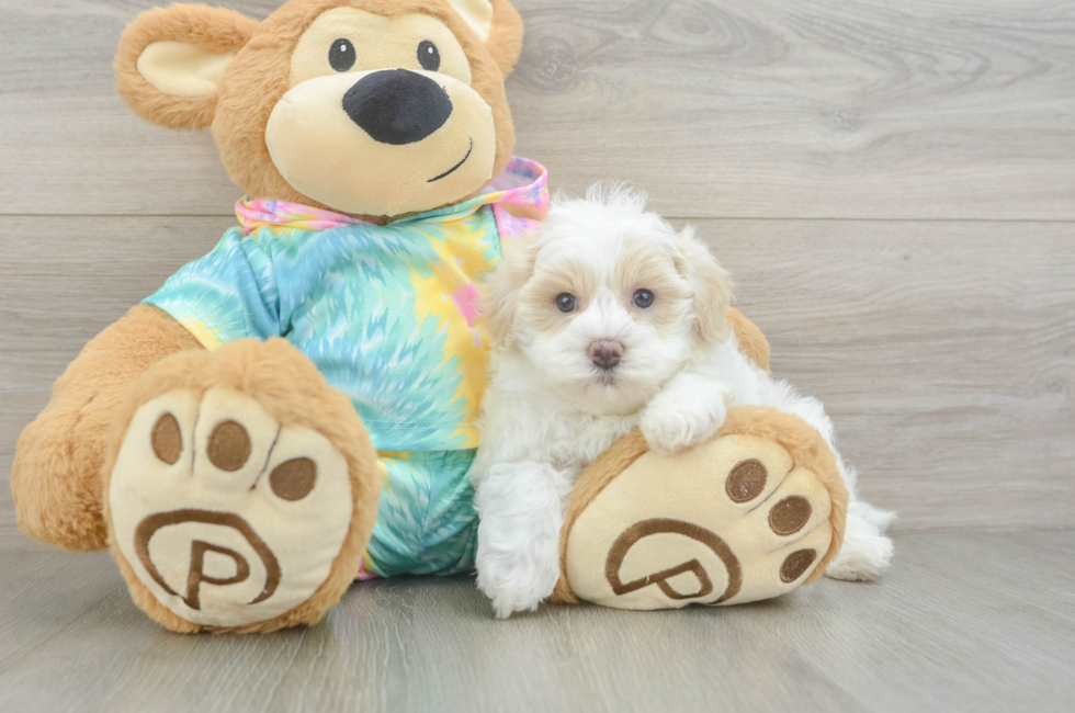 5 week old Maltipoo Puppy For Sale - Puppy Love PR