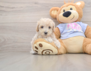 9 week old Maltipoo Puppy For Sale - Puppy Love PR