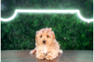Cute Maltipoo Baby