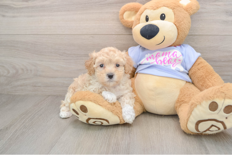 Maltipoo Puppy for Adoption