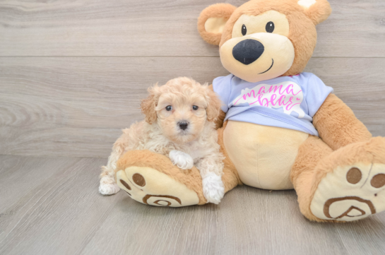 Maltipoo Puppy for Adoption