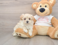 8 week old Maltipoo Puppy For Sale - Puppy Love PR