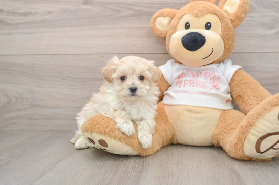 Best Maltipoo Baby