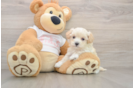 Maltipoo Pup Being Cute