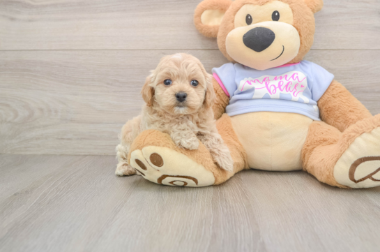 Maltipoo Pup Being Cute