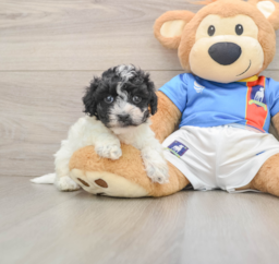 6 week old Maltipoo Puppy For Sale - Puppy Love PR