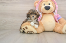 Small Maltipoo Baby