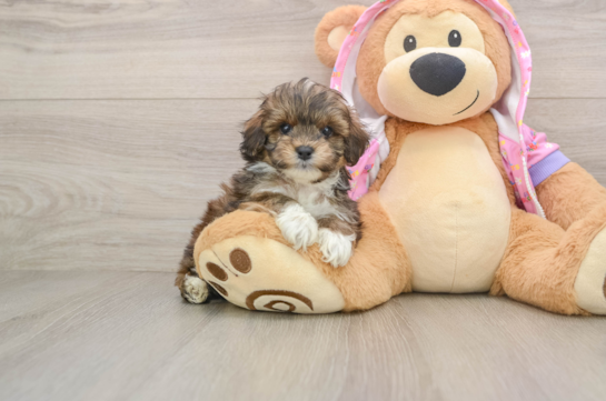 Small Maltipoo Baby
