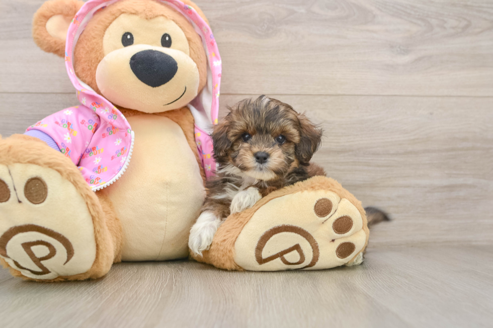 Hypoallergenic Multipoo Poodle Mix Puppy