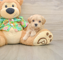 8 week old Maltipoo Puppy For Sale - Puppy Love PR