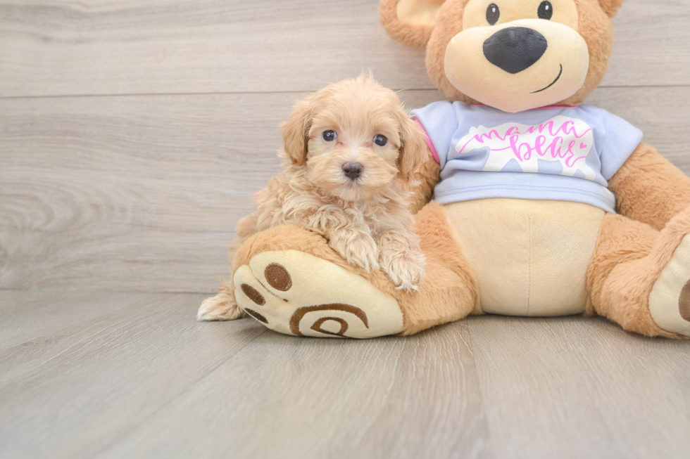 Funny Maltipoo Poodle Mix Pup