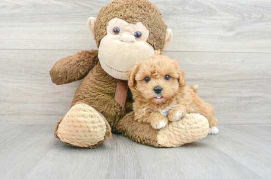 Best Maltipoo Baby