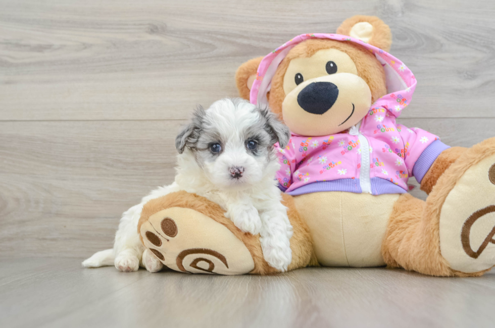 6 week old Maltipoo Puppy For Sale - Puppy Love PR