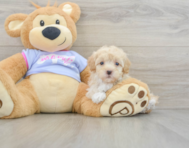 8 week old Maltipoo Puppy For Sale - Puppy Love PR