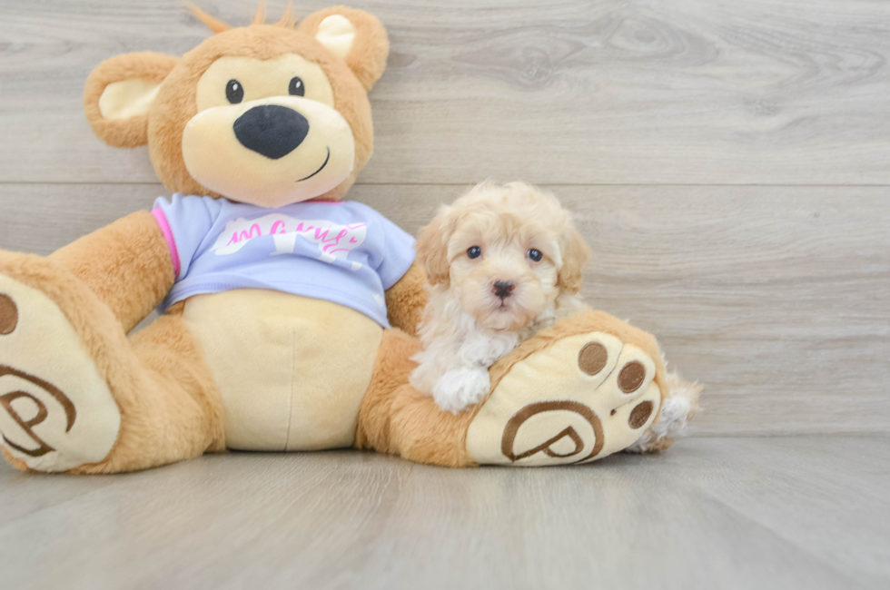 8 week old Maltipoo Puppy For Sale - Puppy Love PR