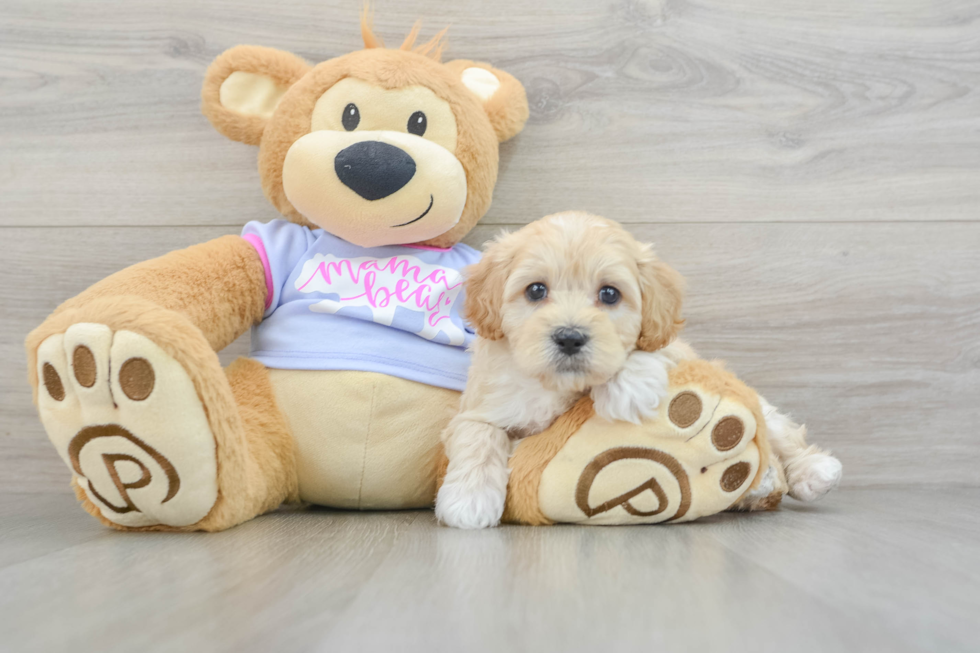 Popular Maltipoo Poodle Mix Pup