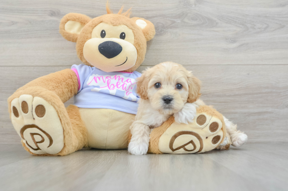 7 week old Maltipoo Puppy For Sale - Puppy Love PR