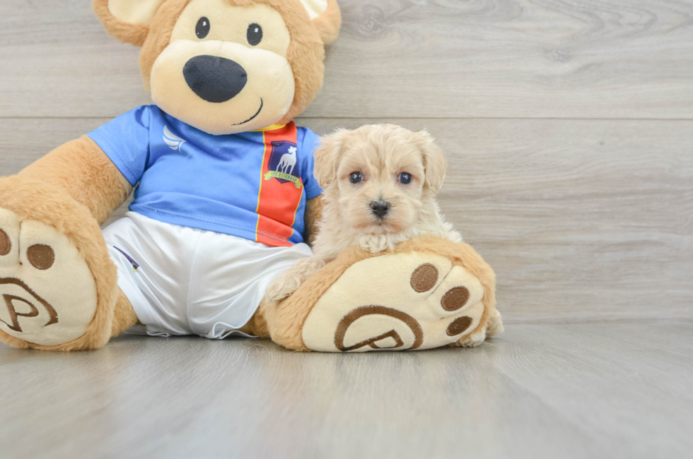 5 week old Maltipoo Puppy For Sale - Puppy Love PR