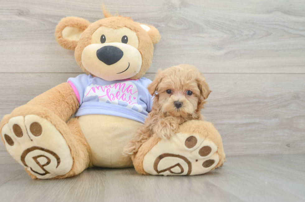 5 week old Maltipoo Puppy For Sale - Puppy Love PR