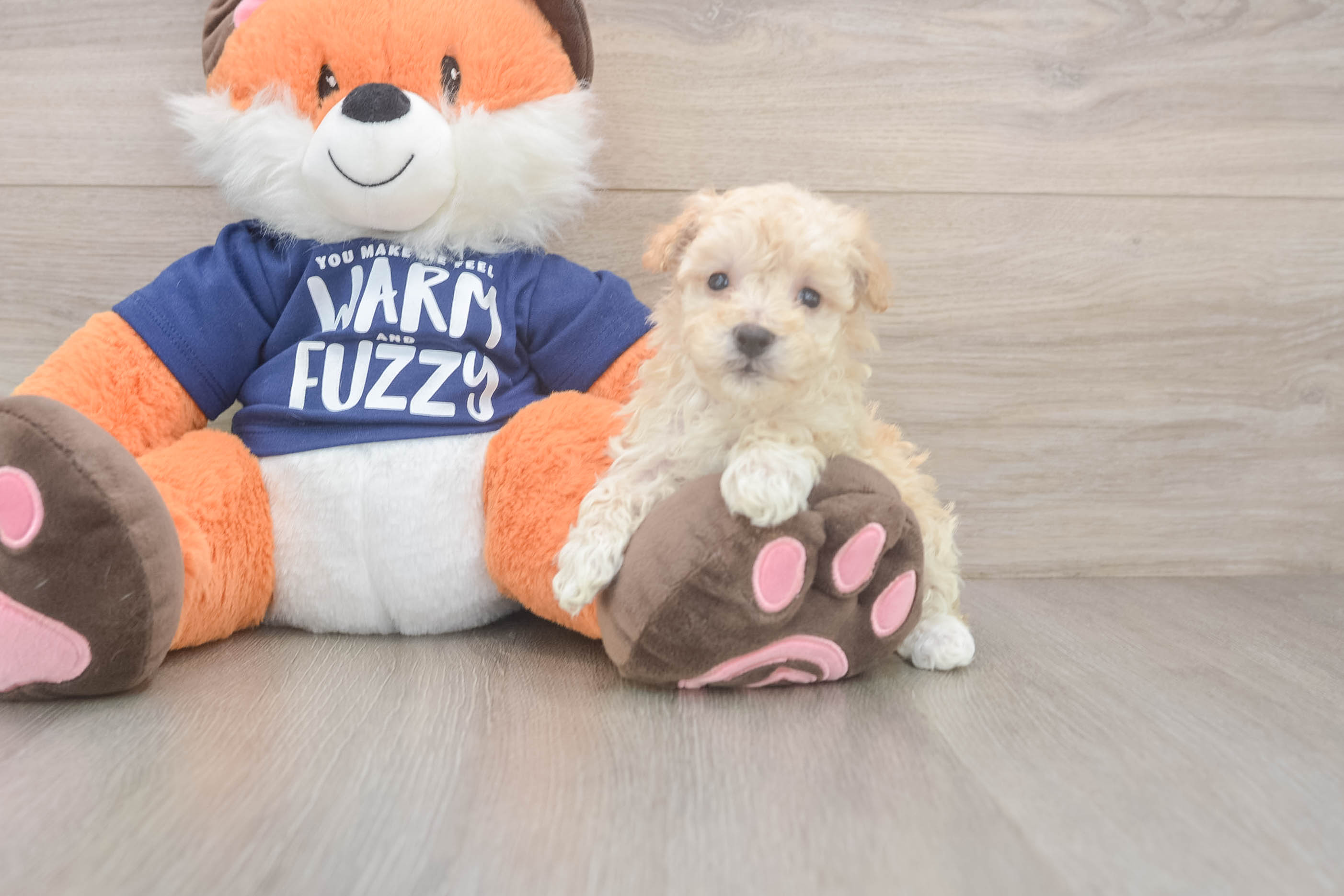 Playful Moodle Poodle Mix Puppy