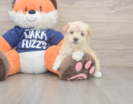 8 week old Maltipoo Puppy For Sale - Puppy Love PR