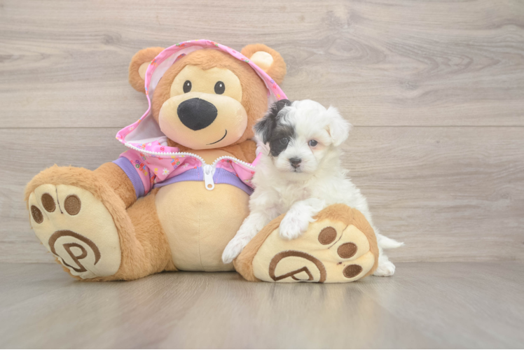 Maltipoo Pup Being Cute