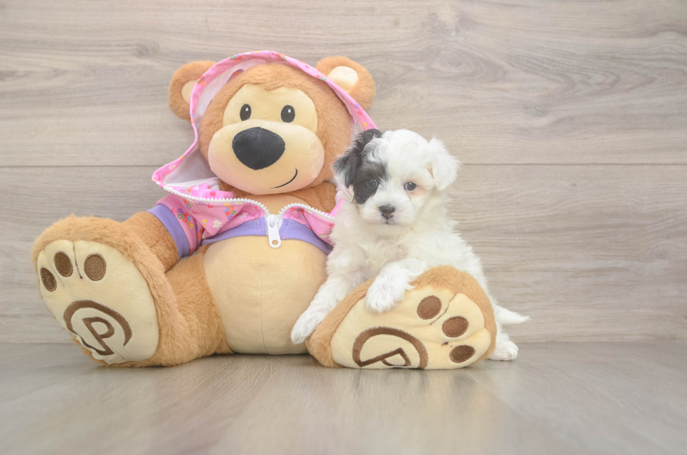 5 week old Maltipoo Puppy For Sale - Puppy Love PR