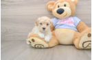 Maltipoo Pup Being Cute