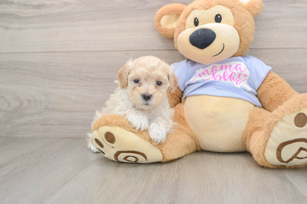 Maltipoo Pup Being Cute
