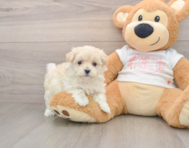 8 week old Maltipoo Puppy For Sale - Puppy Love PR