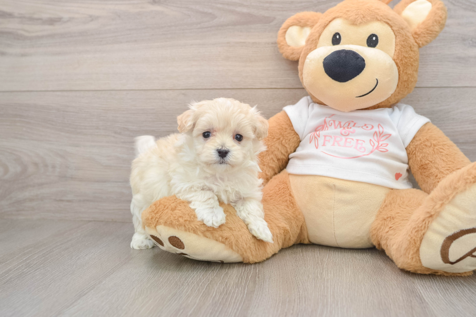 Maltipoo Pup Being Cute
