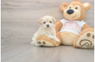 Maltipoo Puppy for Adoption