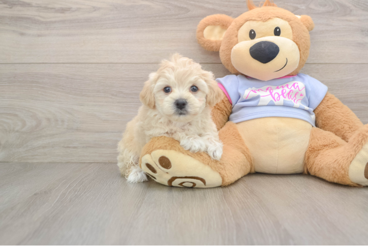 Fluffy Maltipoo Poodle Mix Pup