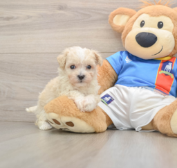 7 week old Maltipoo Puppy For Sale - Puppy Love PR