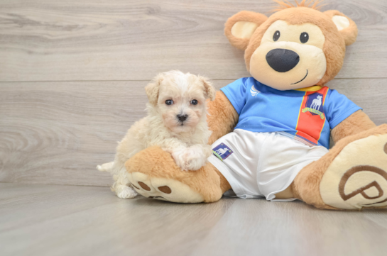 Maltipoo Pup Being Cute