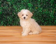 16 week old Maltipoo Puppy For Sale - Puppy Love PR