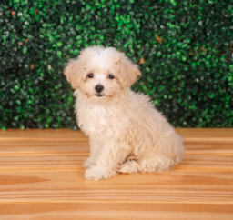 9 week old Maltipoo Puppy For Sale - Puppy Love PR